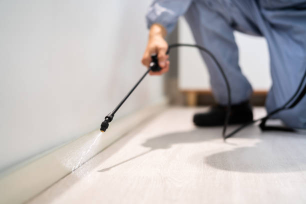 Licensed Ant Control service in Forest Heights, MD - Show Me Pest Control